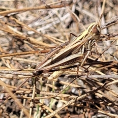Caledia captiva (grasshopper) at Flea Bog Flat, Bruce - 17 Feb 2023 by trevorpreston