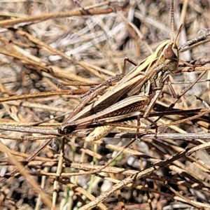 Caledia captiva at Aranda, ACT - 17 Feb 2023 12:49 PM