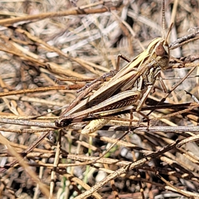 Caledia captiva (grasshopper) at Aranda, ACT - 17 Feb 2023 by trevorpreston