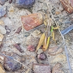 Praxibulus sp. (genus) (A grasshopper) at Bruce Ridge to Gossan Hill - 17 Feb 2023 by trevorpreston