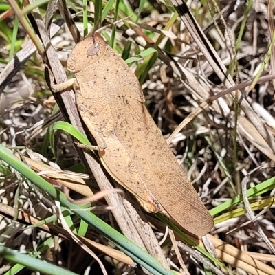 Goniaea australasiae (Gumleaf grasshopper) at Flea Bog Flat, Bruce - 17 Feb 2023 by trevorpreston