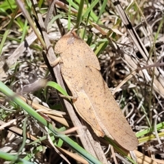 Goniaea australasiae at Bruce, ACT - 17 Feb 2023 12:46 PM