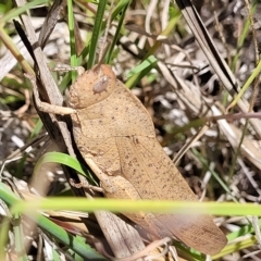 Goniaea australasiae at Bruce, ACT - 17 Feb 2023 12:46 PM