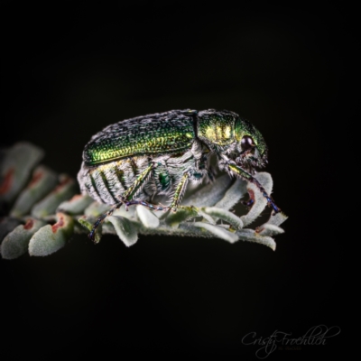 Diphucephala sp. (genus) (Green Scarab Beetle) at Coree, ACT - 16 Mar 2022 by Cristy1676