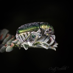 Diphucephala elegans (Green scarab beetle) at Coree, ACT - 16 Mar 2022 by Cristy1676