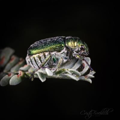 Diphucephala elegans (Green scarab beetle) at Coree, ACT - 16 Mar 2022 by Cristy1676