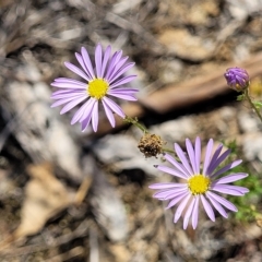 Brachyscome rigidula (Hairy Cut-leaf Daisy) at Bruce, ACT - 17 Feb 2023 by trevorpreston