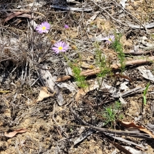 Brachyscome rigidula at Bruce, ACT - 17 Feb 2023 12:43 PM