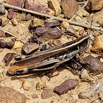 Macrotona australis (Common Macrotona Grasshopper) at Flea Bog Flat, Bruce - 17 Feb 2023 by trevorpreston