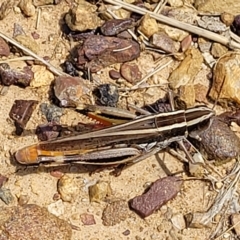 Macrotona australis at Bruce, ACT - 17 Feb 2023 12:39 PM