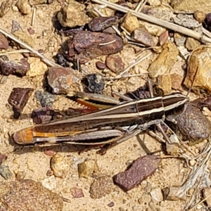 Macrotona australis at Bruce, ACT - 17 Feb 2023