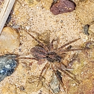 Unidentified Spider (Araneae) at Flea Bog Flat, Bruce - 17 Feb 2023 by trevorpreston