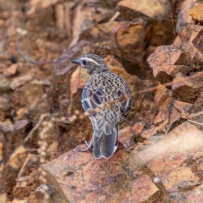 Cinclosoma punctatum (Spotted Quail-thrush) at Cotter River, ACT - 16 Feb 2023 by JohnHurrell