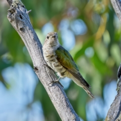 Chrysococcyx lucidus (Shining Bronze-Cuckoo) at Stromlo, ACT - 15 Feb 2023 by Kenp12
