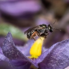 Homalictus sp. (genus) (Native bee) at Acton, ACT - 17 Feb 2023 by Roger