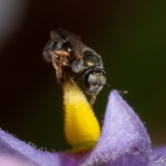 Lasioglossum (Homalictus) sp. (genus & subgenus) at Acton, ACT - 17 Feb 2023 11:42 AM