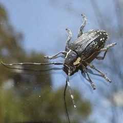 Ancita crocogaster (Longhorn or Longicorn beetle) at Cann River, VIC - 3 Feb 2023 by GlossyGal