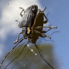 Ancita crocogaster at Cann River, VIC - 3 Feb 2023 12:49 PM