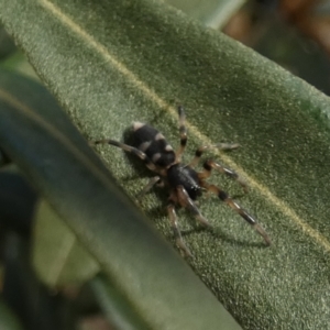 Lampona sp. (genus) at QPRC LGA - 17 Feb 2023