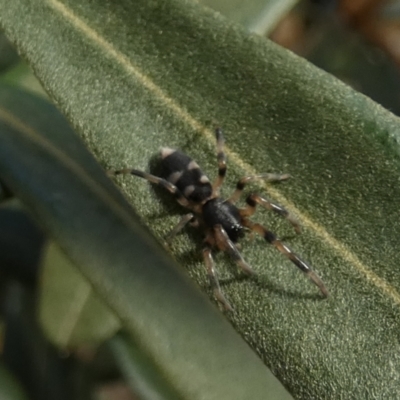 Lampona sp. (genus) (White-tailed spider) at QPRC LGA - 16 Feb 2023 by Paul4K