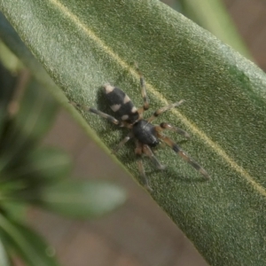 Lampona sp. (genus) at QPRC LGA - 17 Feb 2023