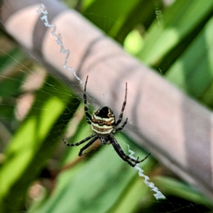 Gea theridioides at Lions Youth Haven - Westwood Farm A.C.T. - 17 Feb 2023