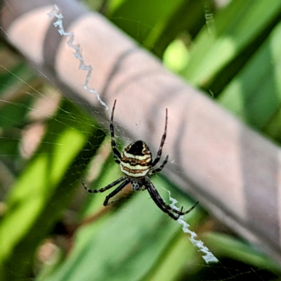 Gea theridioides (An orb weaver spider) at Lions Youth Haven - Westwood Farm - 16 Feb 2023 by HelenCross