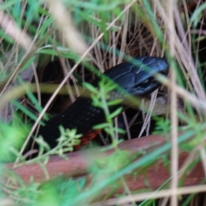 Pseudechis porphyriacus at Paddys River, ACT - 10 Feb 2023