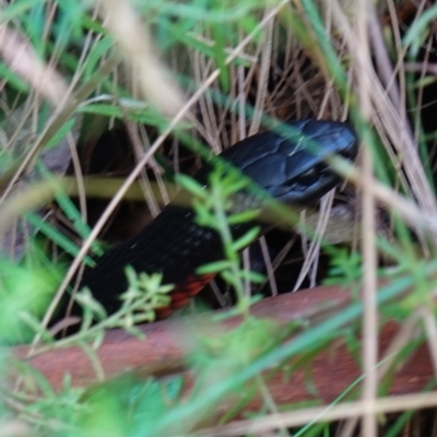 Pseudechis porphyriacus (Red-bellied Black Snake) at Tidbinbilla Nature Reserve - 10 Feb 2023 by RobG1