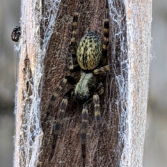 Badumna (genus) (Lattice-web spider) at Kambah, ACT - 17 Feb 2023 by HelenCross