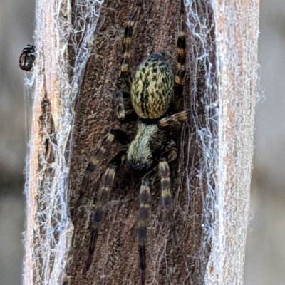 Badumna sp. (genus) (Lattice-web spider) at Lions Youth Haven - Westwood Farm - 16 Feb 2023 by HelenCross