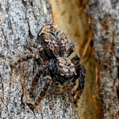 Servaea incana (Hoary Servaea) at Kambah, ACT - 17 Feb 2023 by HelenCross