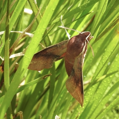 Hippotion scrofa (Coprosma Hawk Moth) at Burradoo - 11 Feb 2023 by GlossyGal