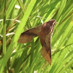 Hippotion scrofa (Coprosma Hawk Moth) at Burradoo, NSW - 11 Feb 2023 by GlossyGal
