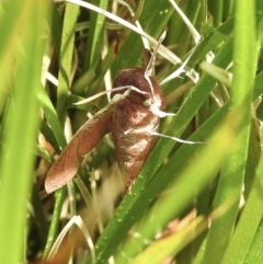 Hippotion scrofa at Burradoo, NSW - suppressed