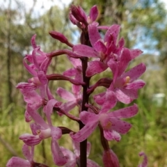 Dipodium roseum (Rosy Hyacinth Orchid) at Paddys River, ACT - 10 Feb 2023 by RobG1