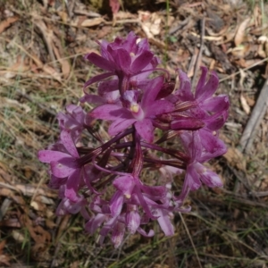 Dipodium roseum at Paddys River, ACT - suppressed