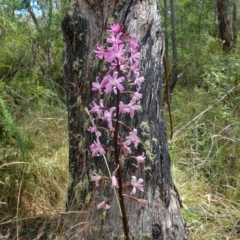 Dipodium roseum at Paddys River, ACT - 10 Feb 2023