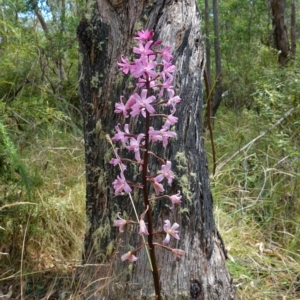 Dipodium roseum at Paddys River, ACT - suppressed