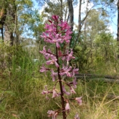 Dipodium roseum at Paddys River, ACT - 10 Feb 2023