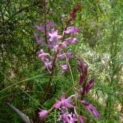 Dipodium roseum at Paddys River, ACT - suppressed