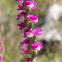 Spiranthes australis (Austral Ladies Tresses) at Vincentia, NSW - 16 Feb 2023 by AnneG1