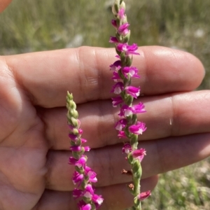 Spiranthes australis at Vincentia, NSW - suppressed