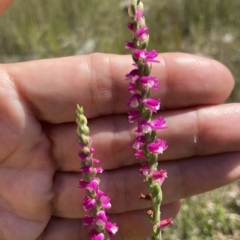 Spiranthes australis at Vincentia, NSW - 16 Feb 2023