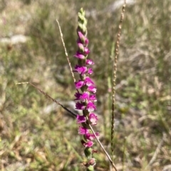 Spiranthes australis at Vincentia, NSW - suppressed