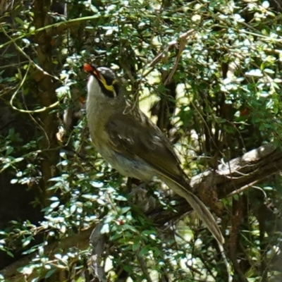 Caligavis chrysops (Yellow-faced Honeyeater) at Paddys River, ACT - 10 Feb 2023 by RobG1