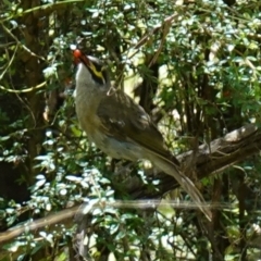 Caligavis chrysops at Paddys River, ACT - suppressed