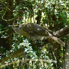 Caligavis chrysops at Paddys River, ACT - suppressed