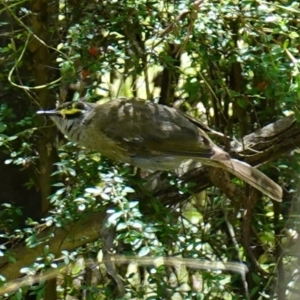 Caligavis chrysops at Paddys River, ACT - suppressed