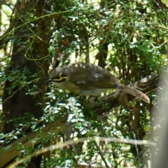 Caligavis chrysops at Paddys River, ACT - suppressed